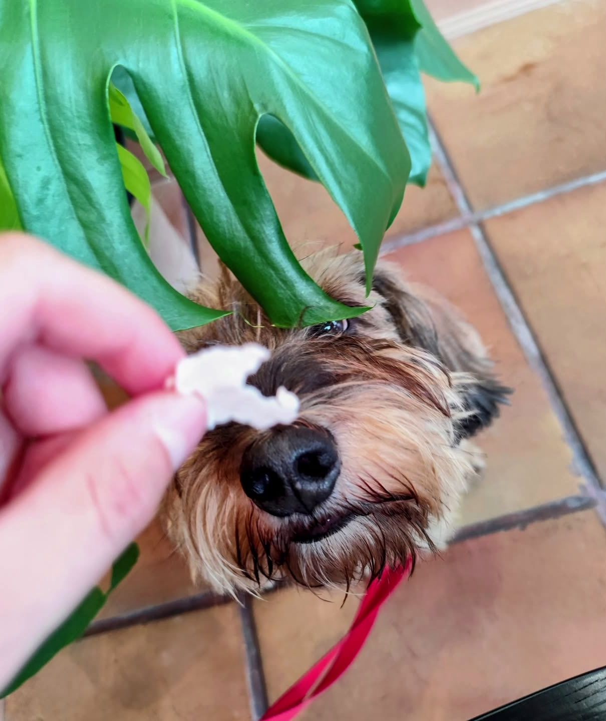 Perro cliente olfateando bajo una hoja de monstera